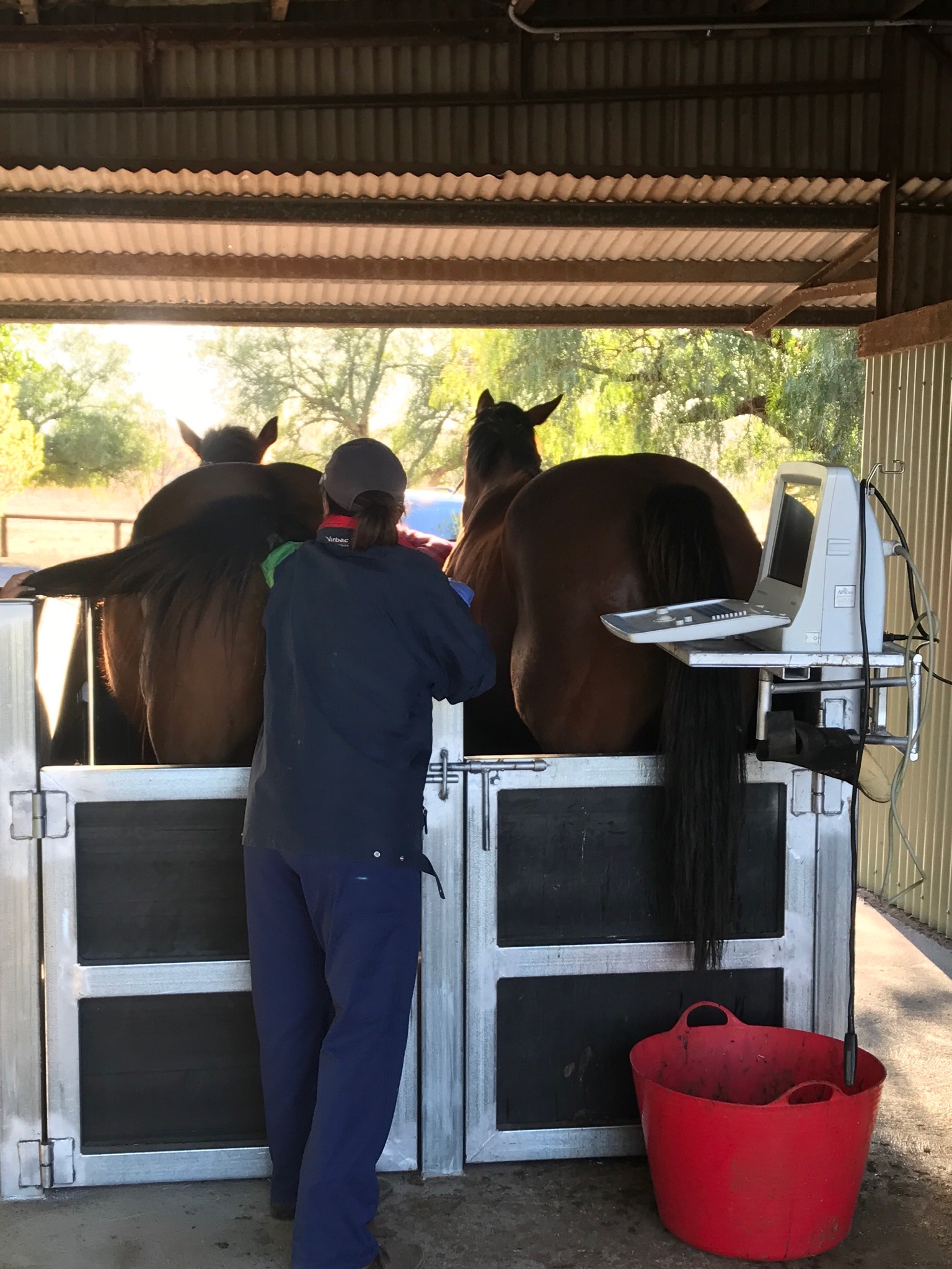 Veterinary Crushes, Vet Mare & Foal Crushes, Vet/Horse Stocks Stephen